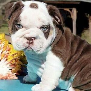 Meet your Posher, Iris